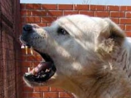 На Херсонщине судят владельцев собак-агрессоров