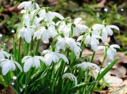 Днепровцев призывают защитить первые весенние цветы
