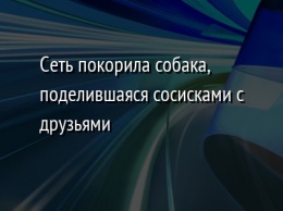 Сеть покорила собака, поделившаяся сосисками с друзьями