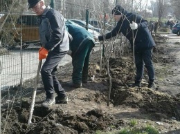 В Одессе стало на 100 кустов сирени больше