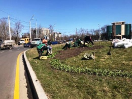 20 тысяч весенних цветов украсили клумбу возле стелы «Крылья Победы» в Одессе