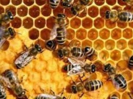 Агрохолдинг "Мрия" запустил первую в Украине интерактивную карту для пчеловодов