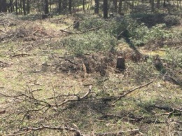 На Херсонщине лесники покрывают браконьеров