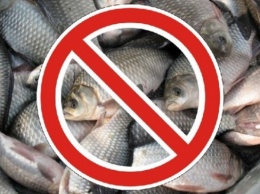 В Николаевской области объявлен нерестовый запрет на ловлю рыбы