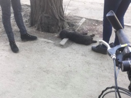 В центре Запорожья водитель сбил собаку и чуть не влетел в женщину с ребенком