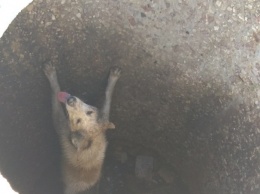"Люди, будьте людьми". В Донецке спасли собаку, запертую в канализационном люке (фото)