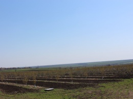 В Запорожской области зацвел крупнейший в Европе кизиловый сад (Фото)