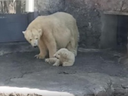 В Николаевском зоопарке Зефирка приучает белого медвежонка к вниманию посетителей