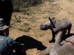 Настоящая любовь: маленький носорог храбро защищает свою маму