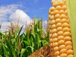 В Украину из США ввезена зараженная кукуруза