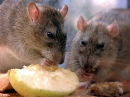 Рай для крыс: днепряне недовольны помойкой в поселке Механизатор
