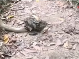 В Малайзии сняли схватку кобры с питоном