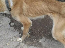 Запорожцы морят голодом собак на цепи, пока те не умрут: одну удалось спасти, - ФОТО