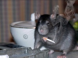 Где марихуана? Мыши сьели! Аргентинские полицейские обвинили грызунов в пропаже 540 кг наркотиков