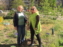 Волонтеры подарят горожанам 100 деревьев