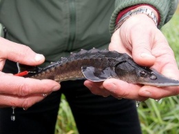 В Запорожской области браконьеры наловили рыбы, занесенной в Красную книгу