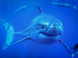 В Австралии после нападения акулы приостановили соревнования по серфингу