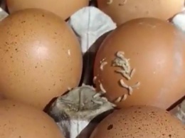 В николаевском супермаркете покупатели обнаружили яйца с червями на скорлупе