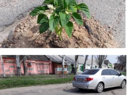 Цветочно-растительный ремонт на Днепропетровщине: автомобилистов смешат дороги