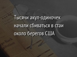 Тысячи акул-одиночек начали сбиваться в стаи около берегов США