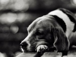 В Херсонской области расследуют убийство собаки