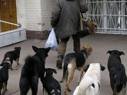 Борьба с бродячими собаками в Бердянске так и остается в тупике