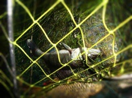 Херсонские активисты обвиняют рыбинспекторов в "крышевании" браконьеров