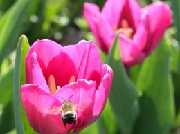 Николаевцев приглашают насладиться красотой цветения тюльпанов на фестиваль «Тюльпанова веселка»