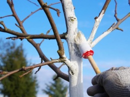 Белить известью деревья в Одессе отныне запрещено
