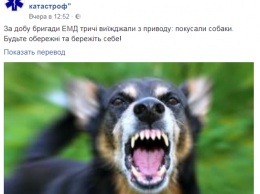 В Харькове домашние собаки начали нападать на владельцев, пять человек пострадали