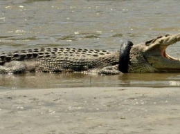 В Мексике толпа бросила насильника в вольер с крокодилами