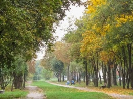 Исполком одобрил вырубку в Покровске еще 285 деревьев