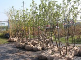 Как проходит высадка деревьев в рамках акции «Посади дерево - спаси город» на левом берегу Днепра (ФОТОРЕПОРТАЖ)