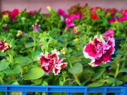Как сделать двор у дома красивым: мониторинг весенних цен на цветы в Черноморске