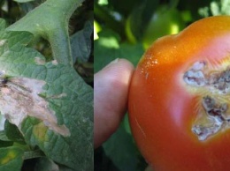 На Днепропетровщине в турецких овощах обнаружили моль