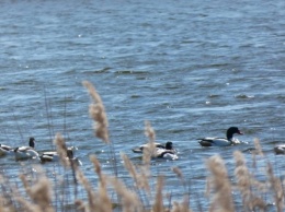 Сотрудники природного парка на Херсонщине наблюдают за миграцией птиц
