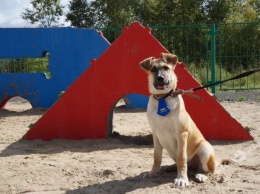 В одесском парке Победы хотят построить площадку для выгула собак за 1,6 млн грн