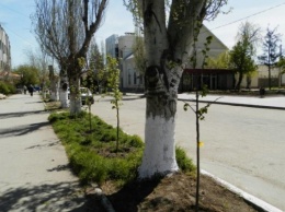Улицы Геническа засаживают деревьями
