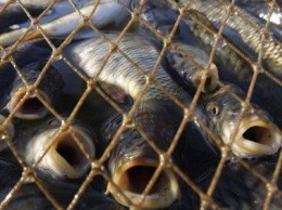 Браконьеры области опустошают рыбные запасы Десны