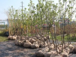 В рамках волонтерской акции «Посади дерево - спаси город» в Днепре за 2 дня высадили 278 деревьев