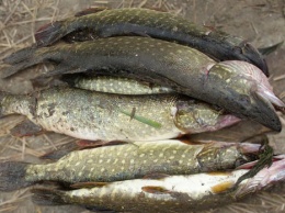 У браконьеров изъяли 1,2 тонны рыбы