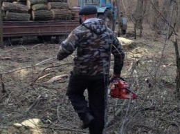 Мужчину осудили за срубленные деревья в посадке под Мариуполем