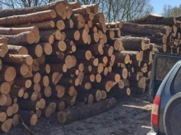 На границе Черниговской области незаконно вырубили 20 кубов леса
