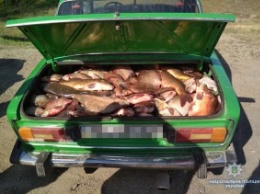 Двое браконьеров пытались проскочить блокпост с полным багажником рыбы