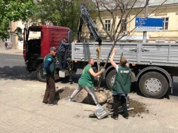 Весенние работы по озеленению Одессы продолжаются