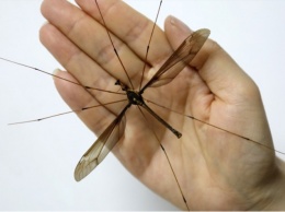 Более 11 см. В Китае нашли самого крупного в мире комара. Фото