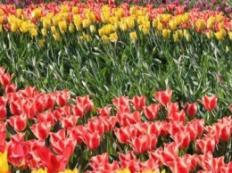 Завтра в Киеве откроется фестиваль тюльпанов