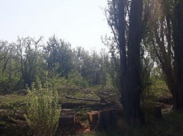В Днепре неизвестные спилили около сотни деревьев