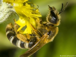 Страны ЕС запретили применение трех пестицидов, вредных для пчел