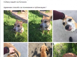 В Запорожье просят отозваться хозяев потерявшейся собаки (ФОТО)